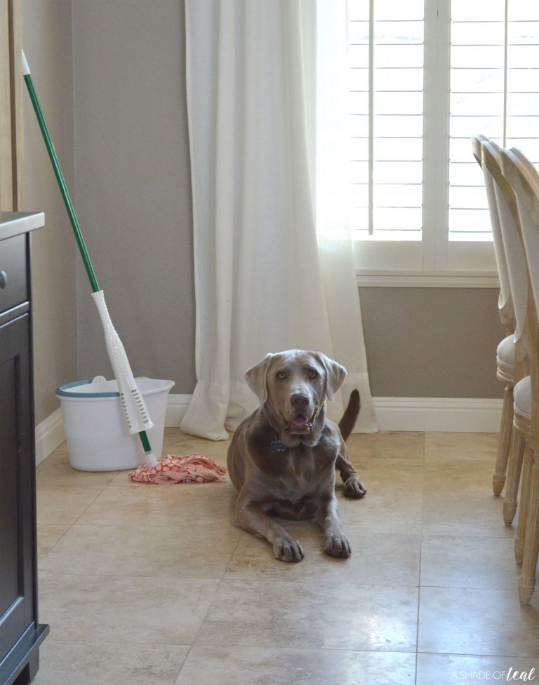 5 Tips To Help Keep Your Floors Clean With Pets