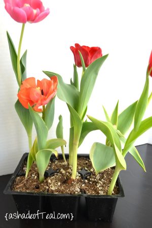 DIY- Tulip Box