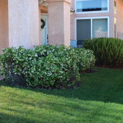 How to Maintain a Beautiful Lawn with TruGreen