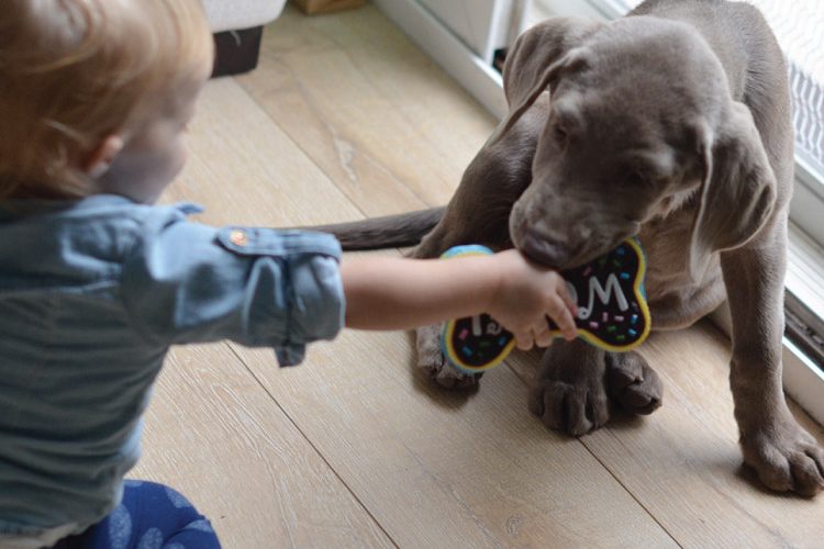 Giggles and Wiggles! How to Introduce your Baby & Puppy