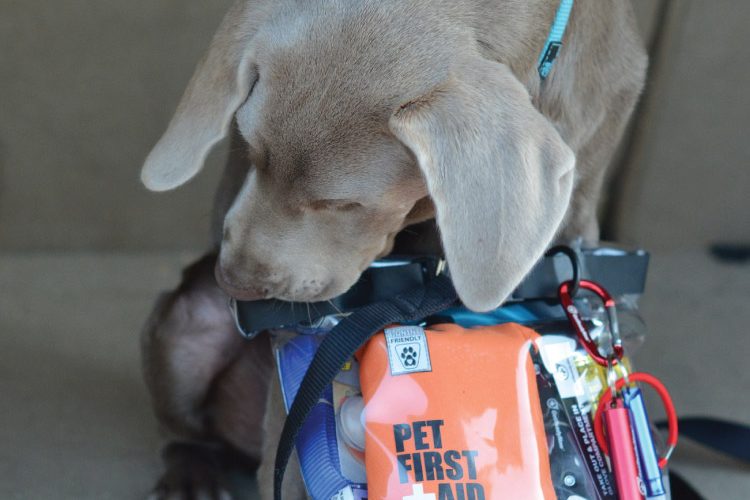 Prepared for Adventures with my Pup!