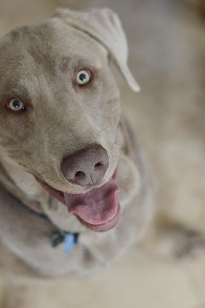 Keeping your floors clean with Dogs!