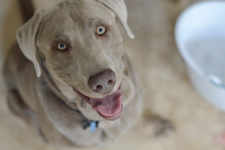 Keeping your floors clean with Dogs!