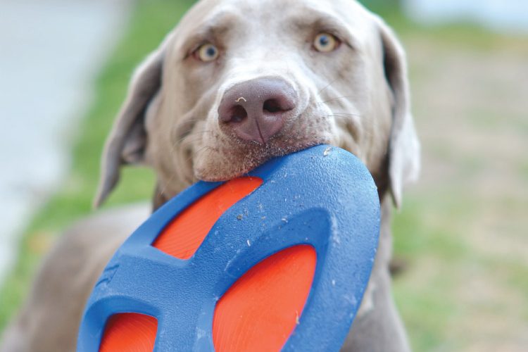 Make Puppy Playtime Fun!