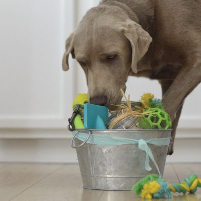 Celebrate your Dog with a Birthday Gift Basket!