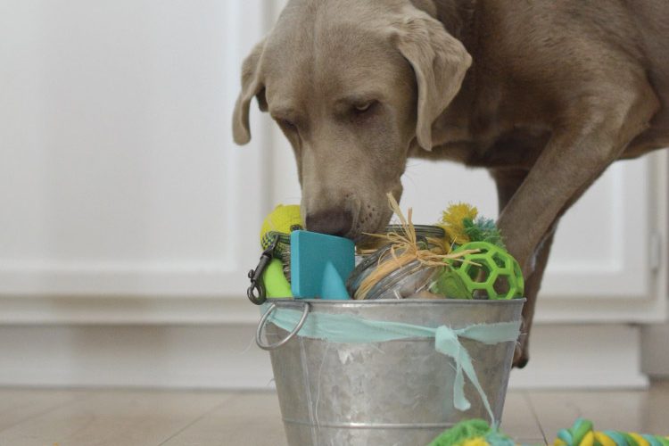 Celebrate your Dog with a Birthday Gift Basket!