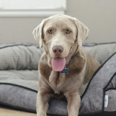 Finding the Ultimate Dog Bed Both you and your Dog will Love!