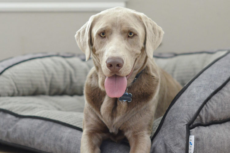 Finding the Ultimate Dog Bed Both you and your Dog will Love!