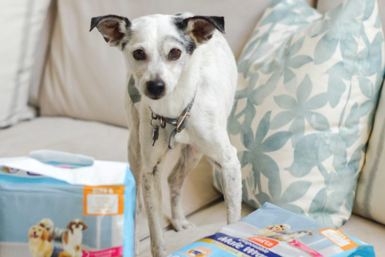 Simple Ways to Make Life With a Senior Pup Better