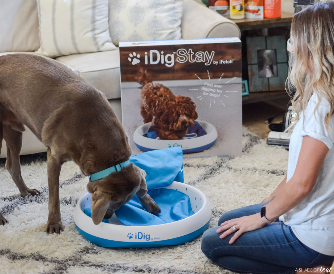iDig: The First Ever Digging Toy From iFetch 